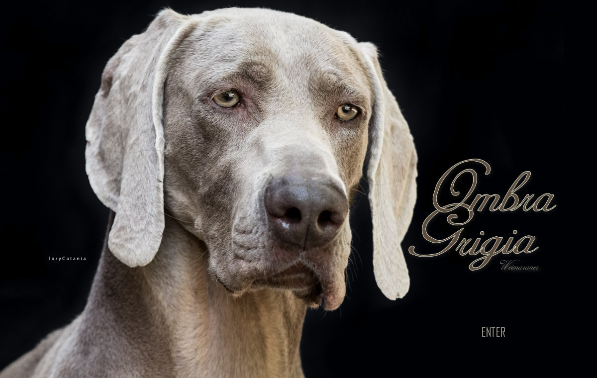 Weimaraner Allevamento Cuccioli Weimaraner Allevati Con Passione E